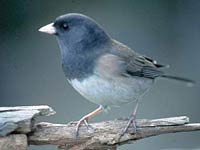 Junco image