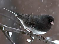 Junco image