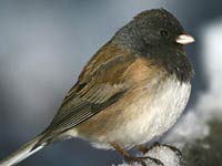 Junco image