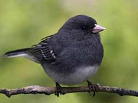 Junco on a branch picture
