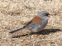 Junco photo