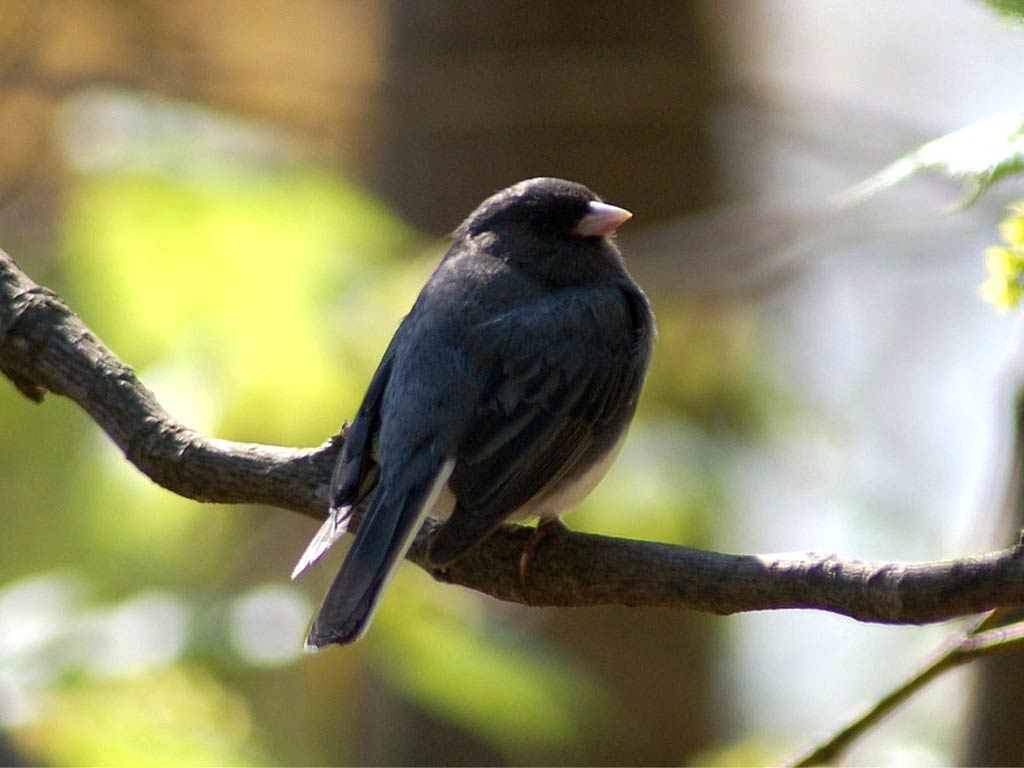 free Junco wallpaper wallpapers download