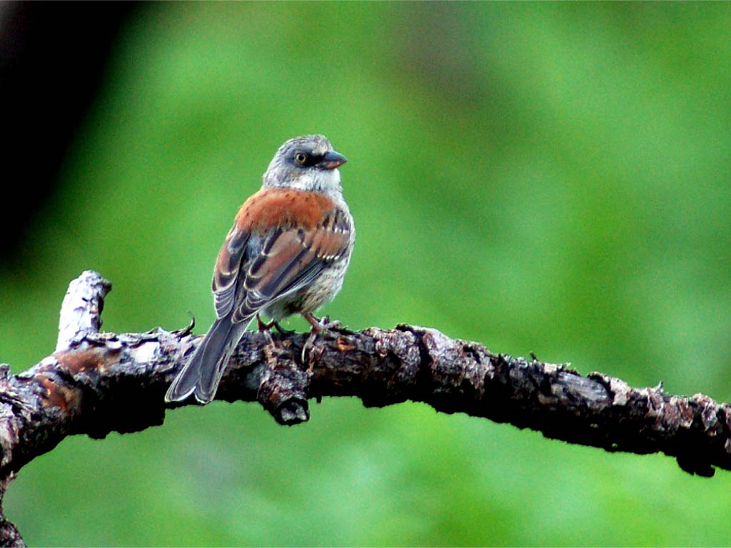 free Junco wallpaper wallpapers download