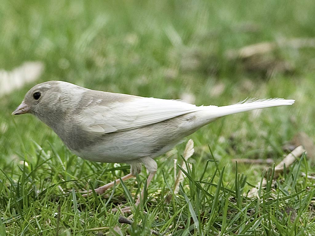 free Junco wallpaper wallpapers and background