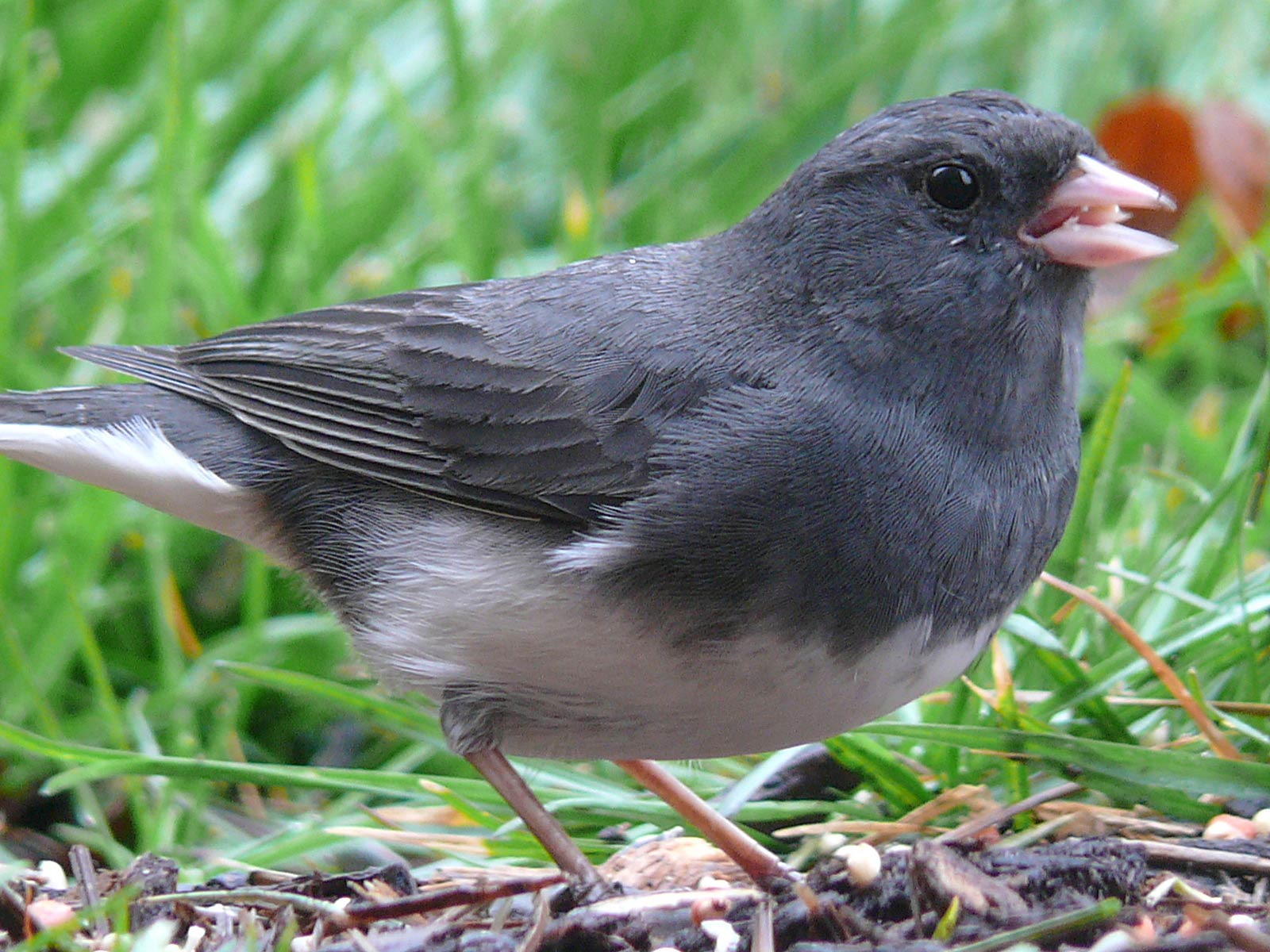 free Junco wallpaper wallpapers download