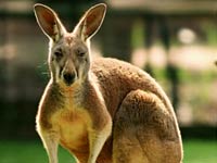 Kangaroo picture