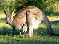 Kangaroo image