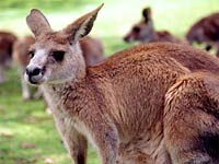 Kangaroo image