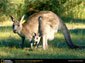 Kangaroo wallpaper