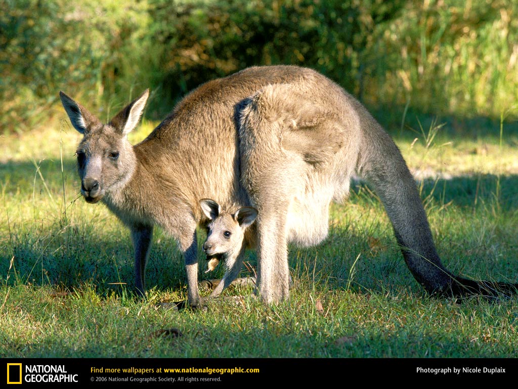 free Kangaroo wallpaper wallpapers download