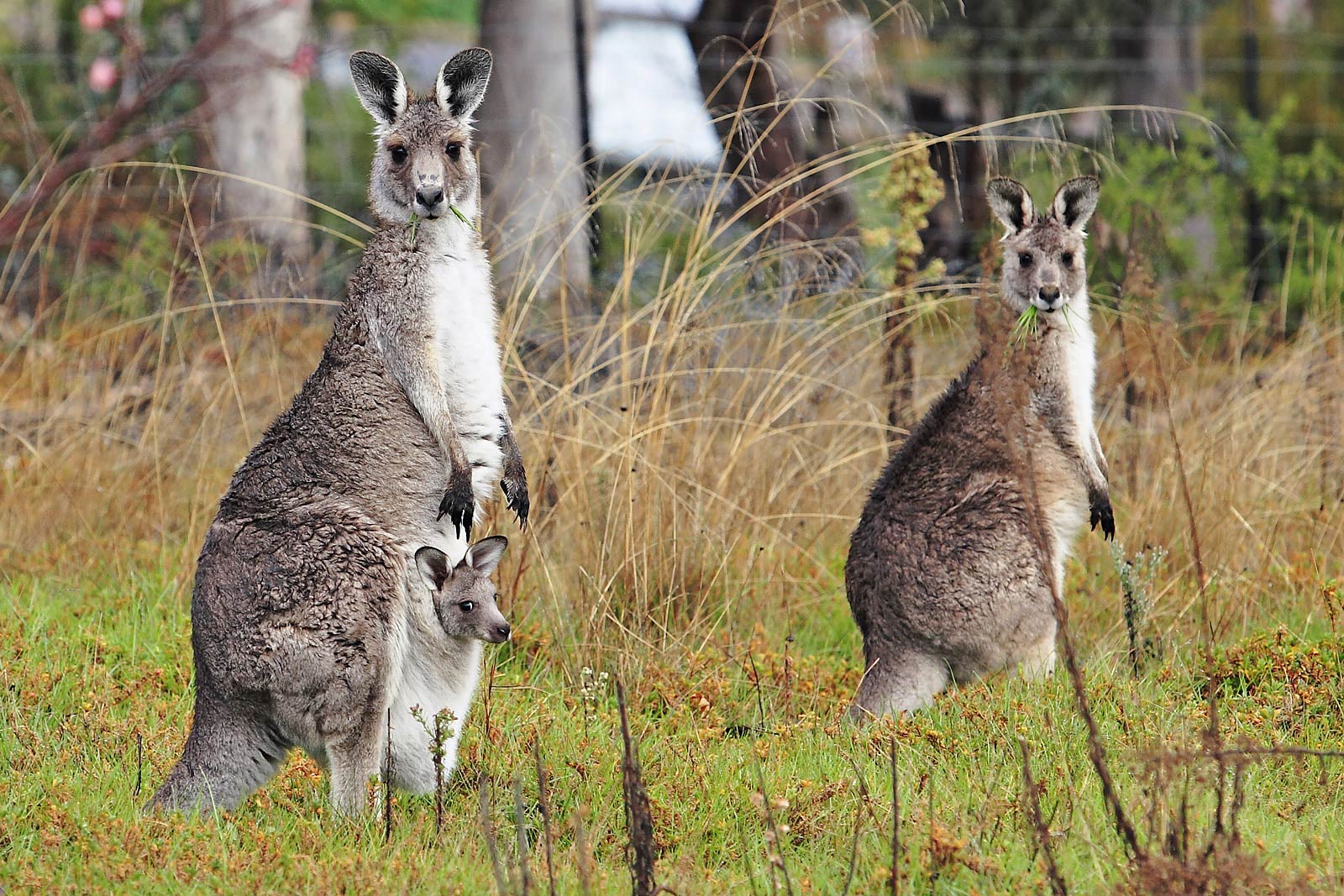 free Kangaroo wallpaper wallpapers download