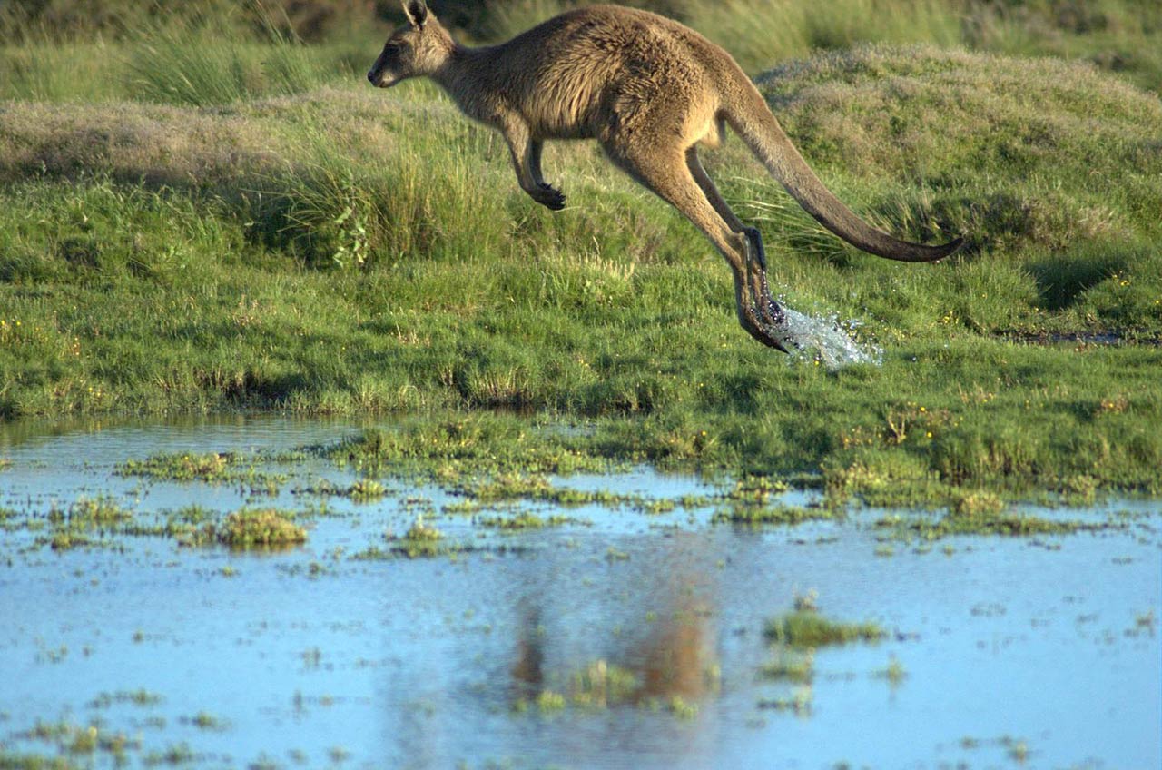 free Kangaroo wallpaper wallpapers and background