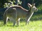 kangaroo desktop wallpaper