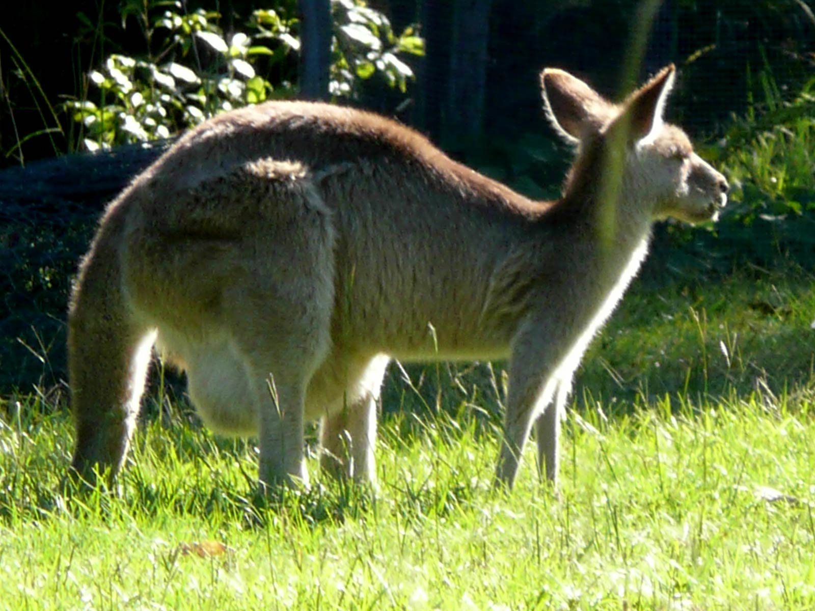 free Kangaroo wallpaper wallpapers download