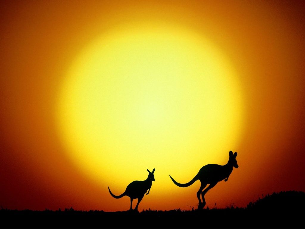 free Kangaroo desktop wallpaper wallpapers Desktop and Mobile