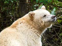 Kermode Bear 