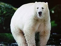 Kermode Bear 