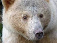Kermode Bear close up