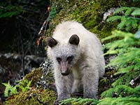 Kermode Bear picture