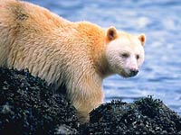 Kermode Bear picture