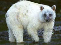 Kermode Bear picture