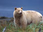 Kermode Bear wallpaper