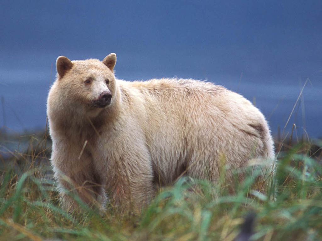 free Kermode Bear wallpaper wallpapers download