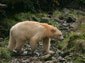 kermode bear wallpaper