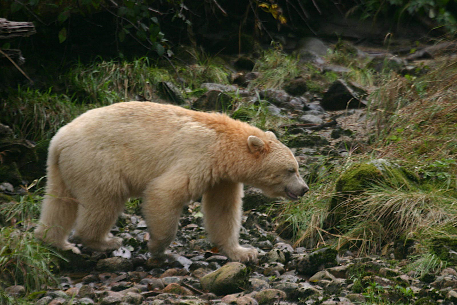 free Kermode Bear wallpaper wallpapers download