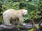 Kermode Bear wallpaper