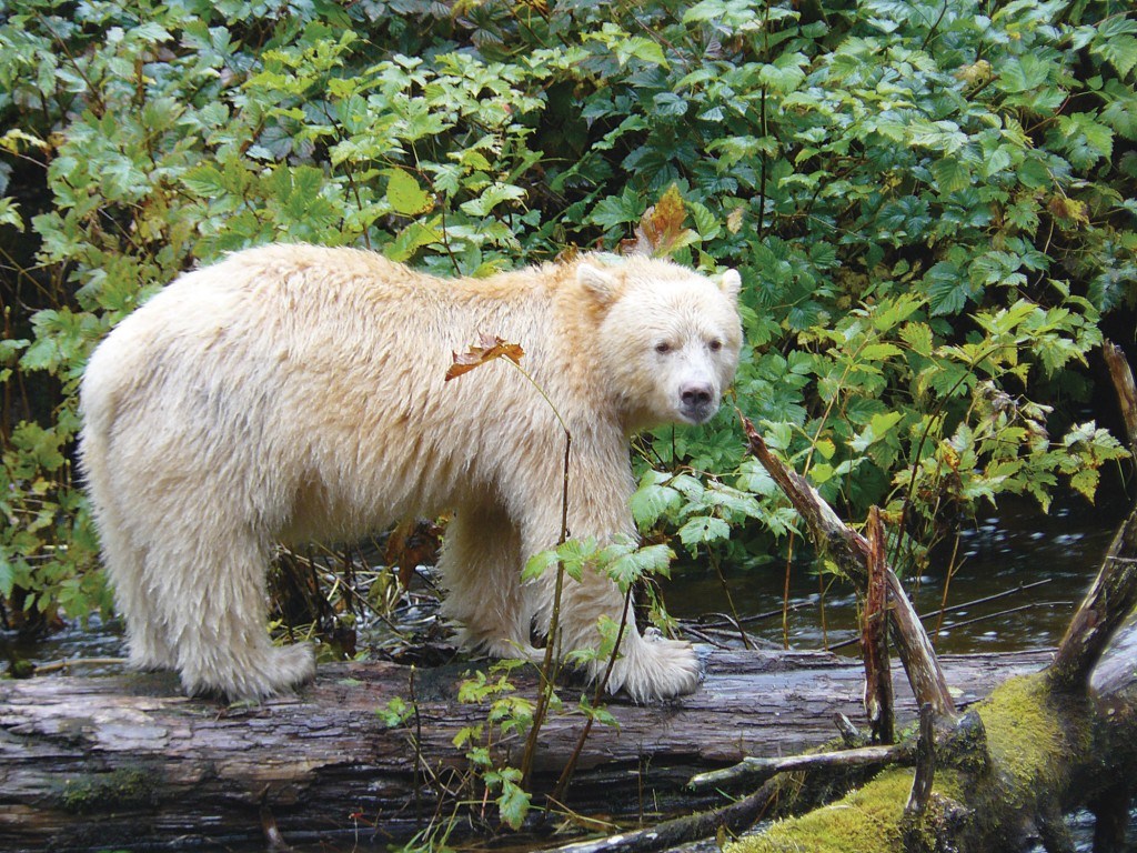 free Kermode Bear wallpaper wallpapers download