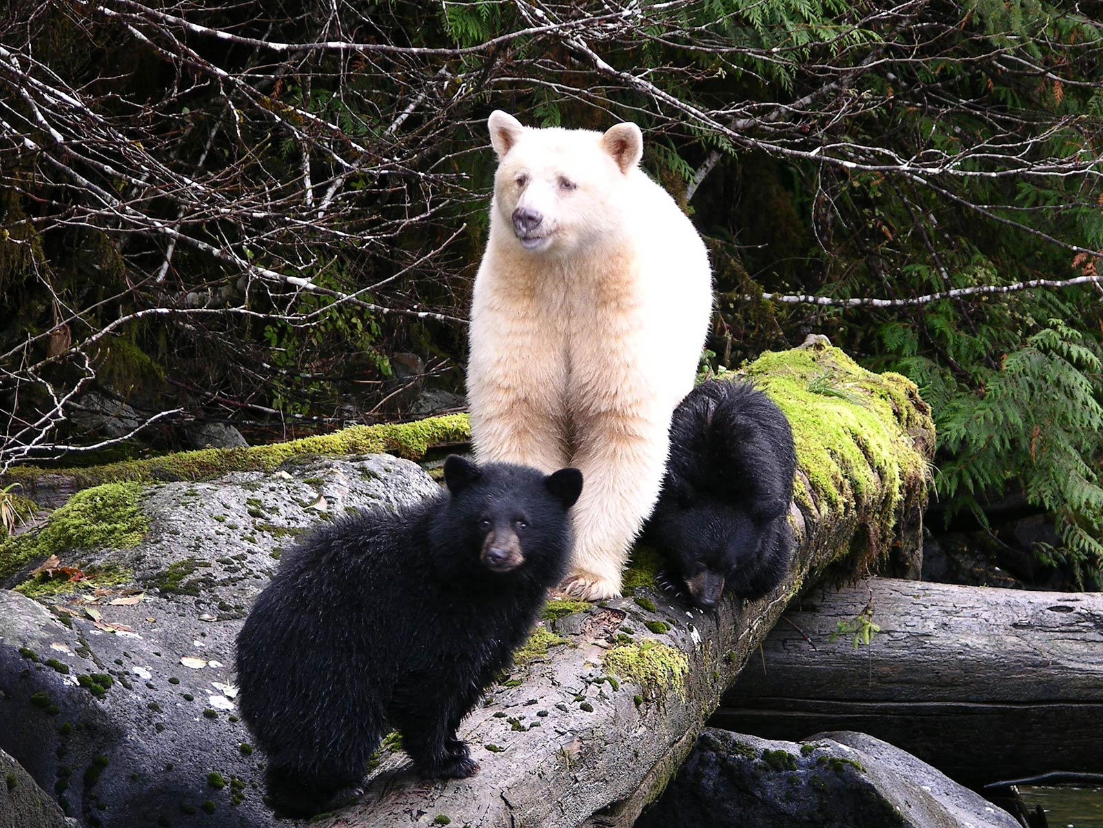 free Kermode Bear wallpaper wallpapers and background