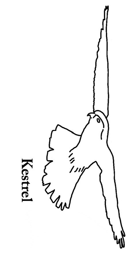 free Kestrel coloring page