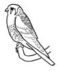 kestrel coloring page