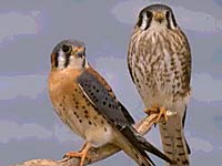 Kestrel picture