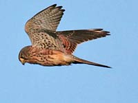 Kestrel picture