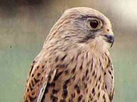 Kestrel picture