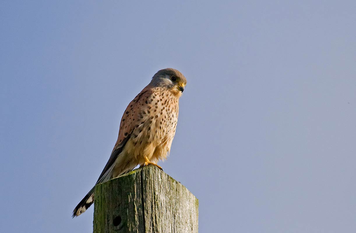 free Kestrel wallpaper wallpapers download