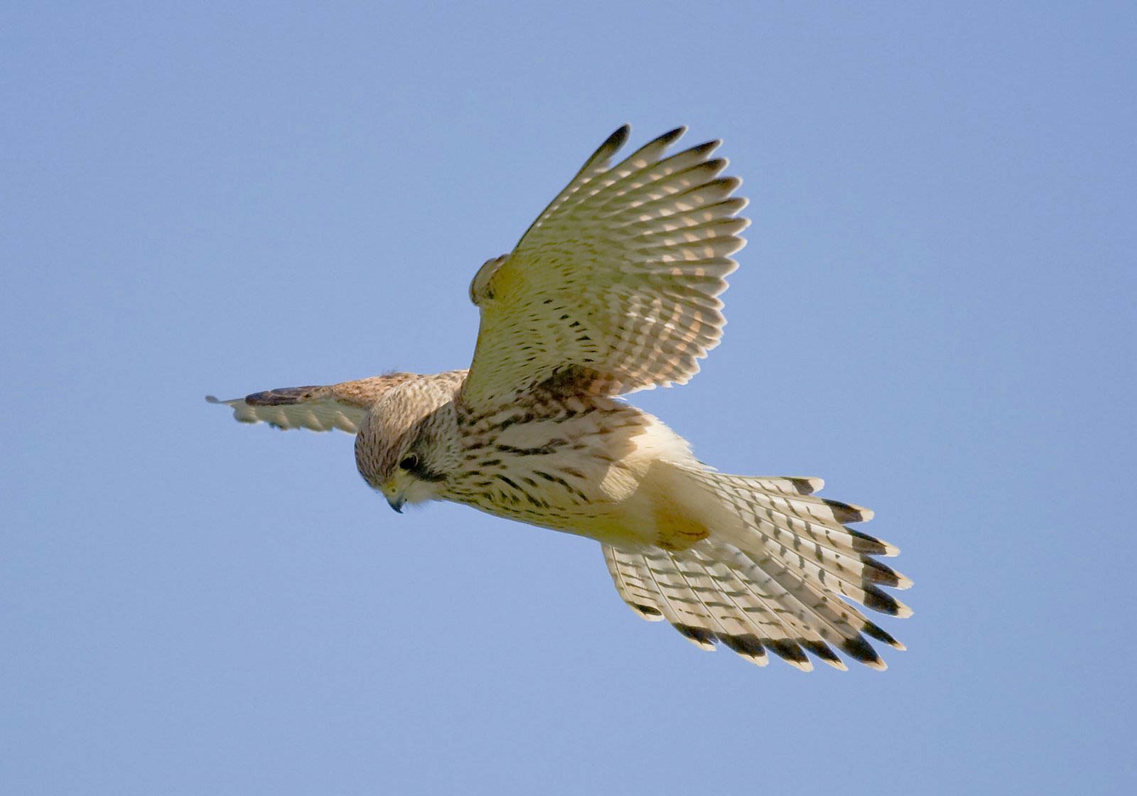 free Kestrel wallpaper wallpapers download