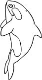 killer whale coloring page