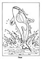 killer whale coloring picture