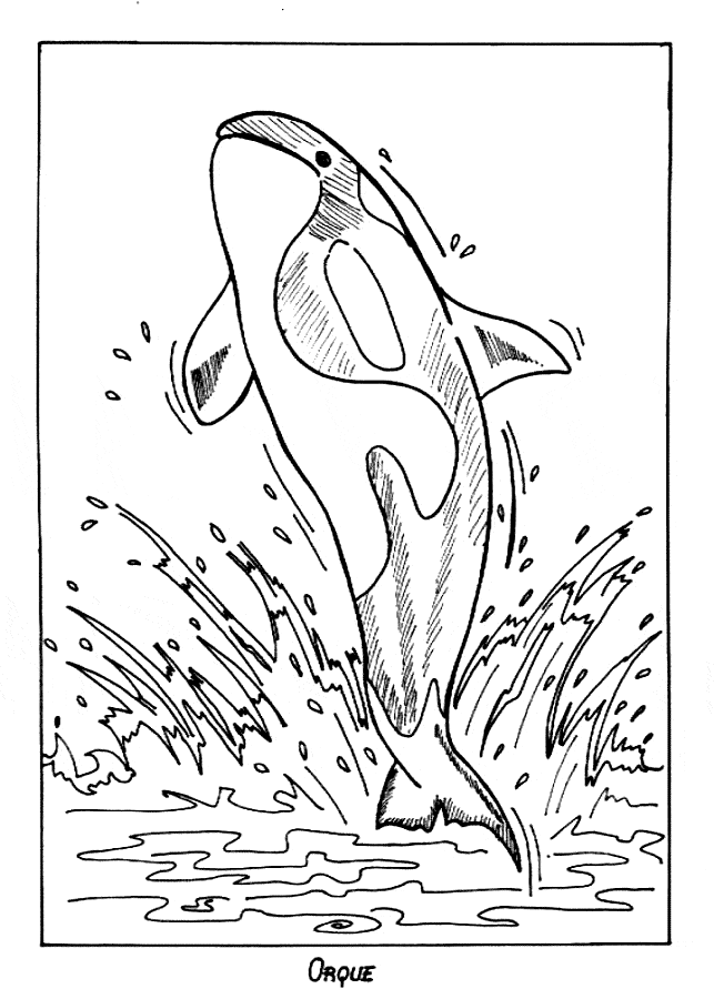 Killer Whale Orca Coloring Page Animals Town Animal Color Sheets