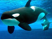 Killer Whale (Orca) picture