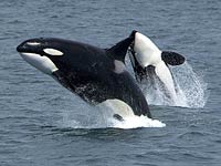 Killer Whale (Orca)