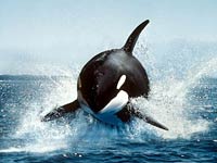 Killer Whale (Orca) photo