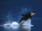 Killer Whale wallpaper