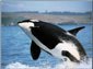 free killer whale wallpaper