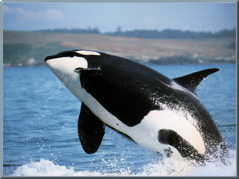 free Killer Whale (Orca)  wallpaper wallpapers download