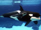 killer whale wallpapers