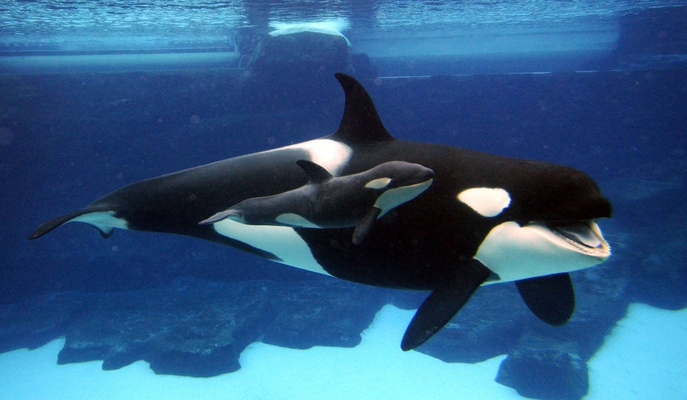 free Killer Whale (Orca) wallpaper wallpapers and background
